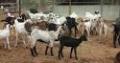 Boopathy Goat Farms-Mookareddipatti
